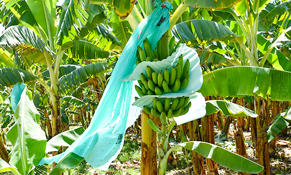 AgroFair-Banana-Plastic-recycling-factory-Ecoban-08 AgroFair-Banana-Plastic-recycling-factory-Ecoban-08