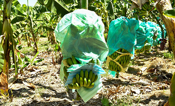AgroFair-Banana-Plastic-recycling-factory-Ecoban-09 AgroFair-Banana-Plastic-recycling-factory-Ecoban-09