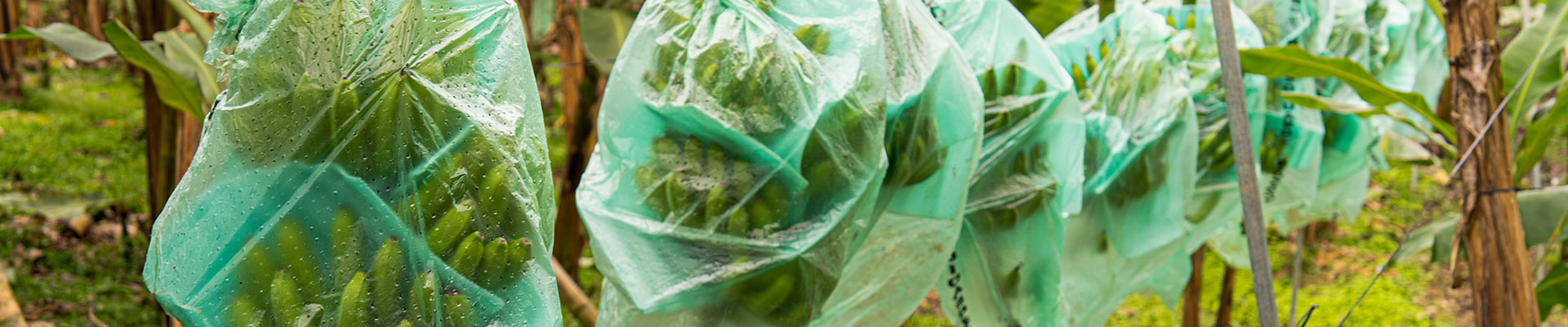 AgroFair-Banana-Plastic-recycling-factory-Ecoban-header