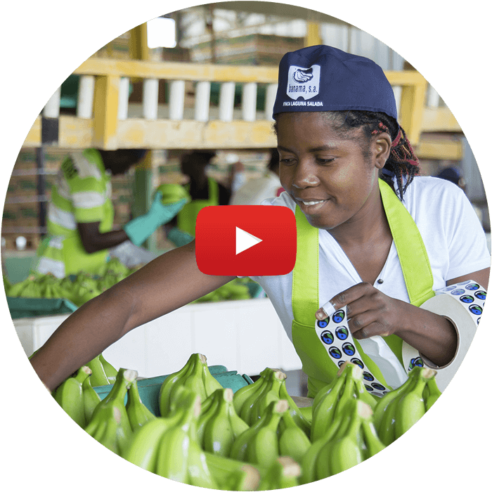 AgroFair-Banana-Supply-Chain-Step-03