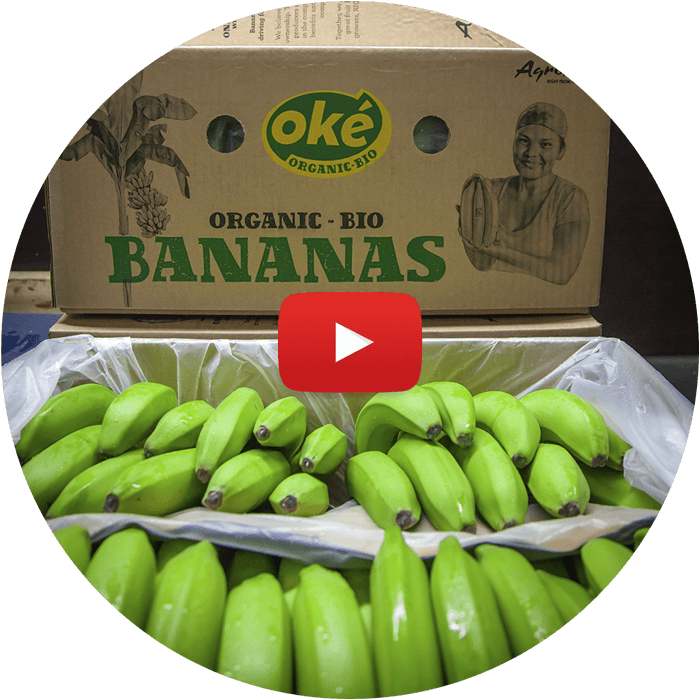 AgroFair-Banana-Supply-Chain-Step-07