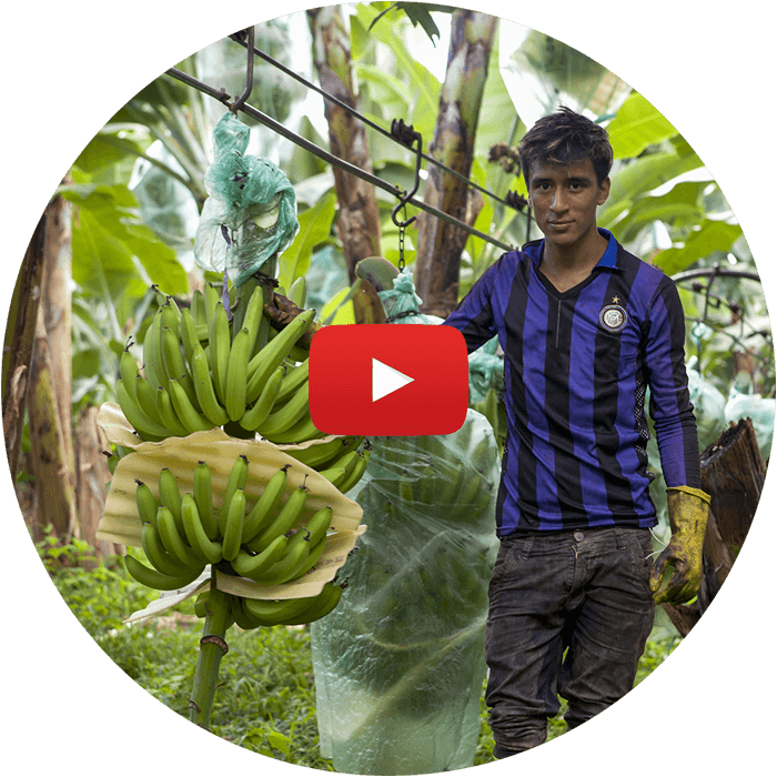 AgroFair-Banana-Supply-Chain-Step_01