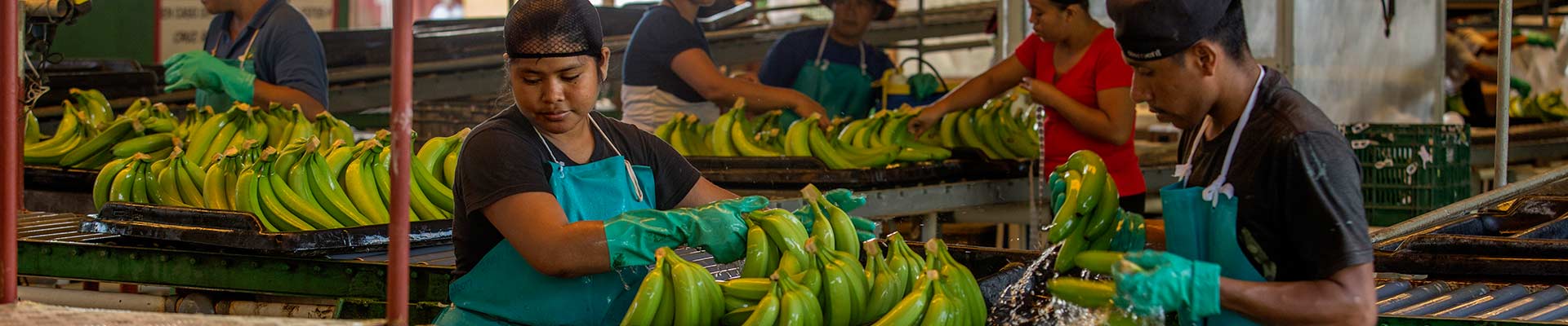 AgroFair-Fairtrade-Bio-Organic-Bananes-Fruit-Contactez-nous-slider-01