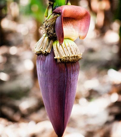 AgroFair-Importer-Fairtrade-Bio-Organic-Bananas-Certification_02