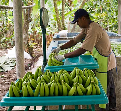 AgroFair-Importer-Fairtrade-Bio-Organic-Bananas-Certification_03