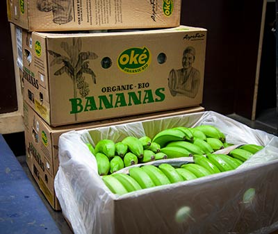 AgroFair-Importer-Fairtrade-Bio-Organic-Bananas-Quality-Control-03 AgroFair-Importer-Fairtrade-Bio-Organic-Bananas-Quality-Control-03