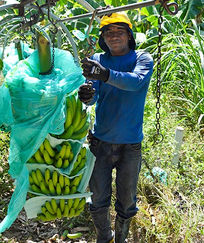 AgroFair-Importer-Fairtrade-Bio-Organic-Bananas-Quality-Control-04 AgroFair-Importer-Fairtrade-Bio-Organic-Bananas-Quality-Control-04