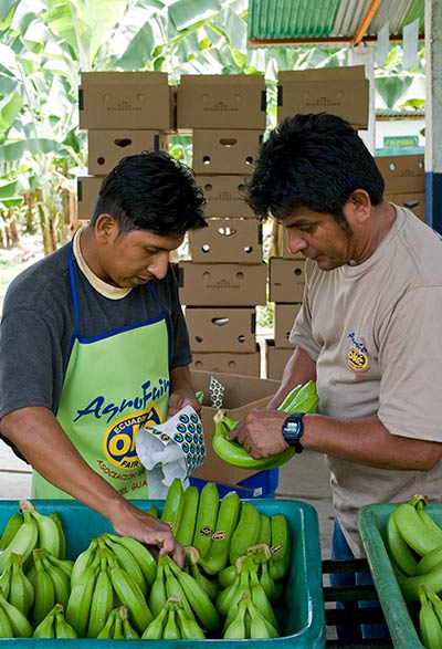 AgroFair-Importer-Fairtrade-Bio-Organic-Bananas-Quality-Control-05 AgroFair-Importer-Fairtrade-Bio-Organic-Bananas-Quality-Control-05
