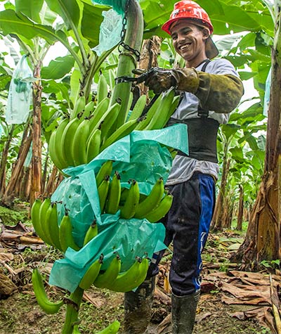 AgroFair-Importer-Fairtrade-Bio-Organic-Bananas-Social-Responsibility-06 AgroFair-Importer-Fairtrade-Bio-Organic-Bananas-Social-Responsibility-06