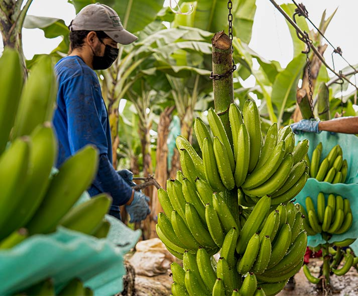 AgroFair-Importer-Fairtrade-Bio-Organic-Bananas-Sustainability-01 AgroFair-Importer-Fairtrade-Bio-Organic-Bananas-Sustainability-01