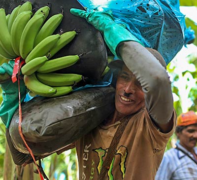 AgroFair-Importer-Fairtrade-Bio-Organic-Bananas-Sustainability-03 AgroFair-Importer-Fairtrade-Bio-Organic-Bananas-Sustainability-03