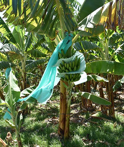 AgroFair-Importer-Fairtrade-Bio-Organic-Bananas-Sustainability-04 AgroFair-Importer-Fairtrade-Bio-Organic-Bananas-Sustainability-04