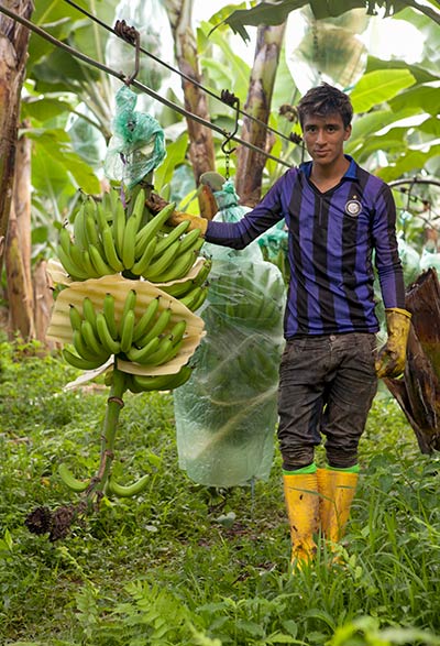 AgroFair-Importer-Fairtrade-Bio-Organic-Bananas-Sustainability-05 AgroFair-Importer-Fairtrade-Bio-Organic-Bananas-Sustainability-05