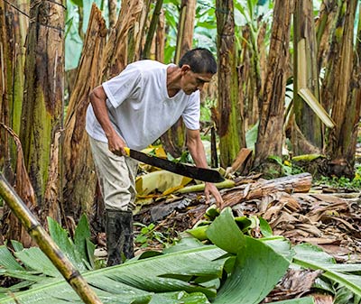 AgroFair-Importer-Fairtrade-Bio-Organic-Bananas-Sustainability-06 AgroFair-Importer-Fairtrade-Bio-Organic-Bananas-Sustainability-06