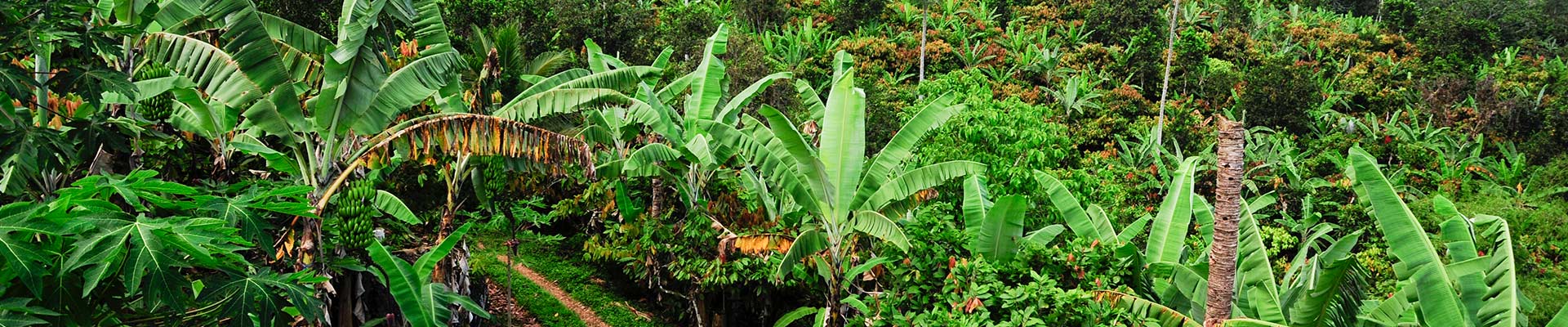 AgroFair-Projects-header-image-Fusarium-wilt-tropical-race-4