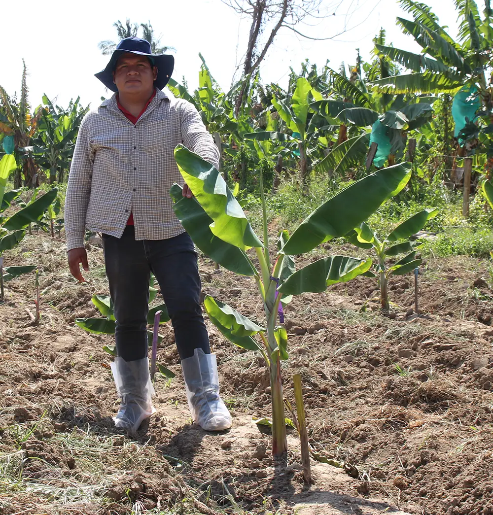 AgroFair-TR-4-Resistant banana varieties