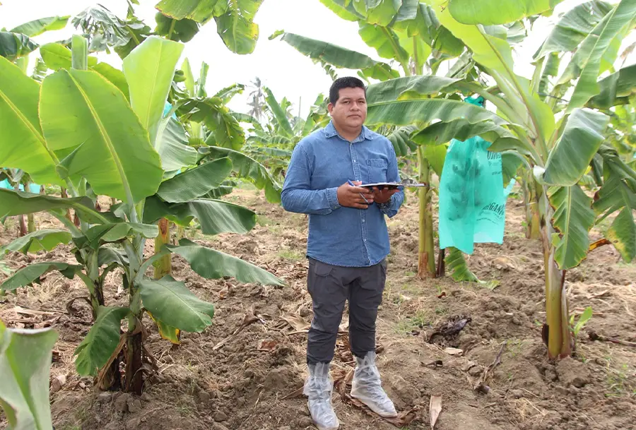 AgroFair-TR-4-Resistant banana varieties