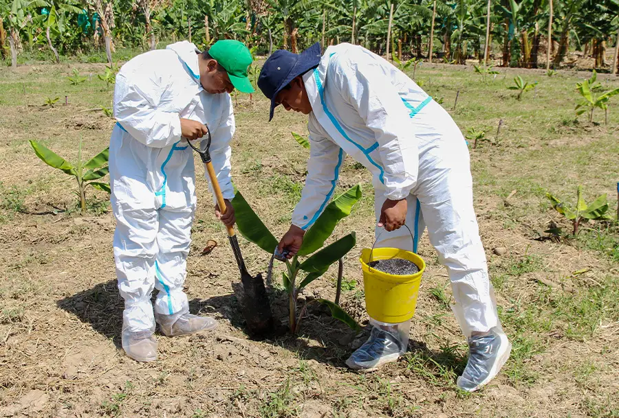 AgroFair-TR-4-Resistant banana varieties
