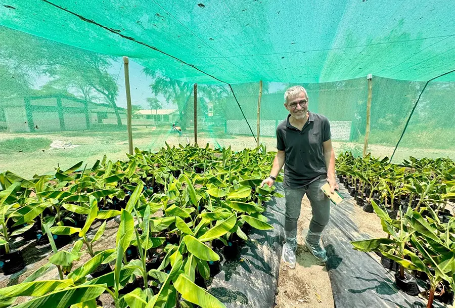 AgroFair-TR-4-Resistant banana varieties