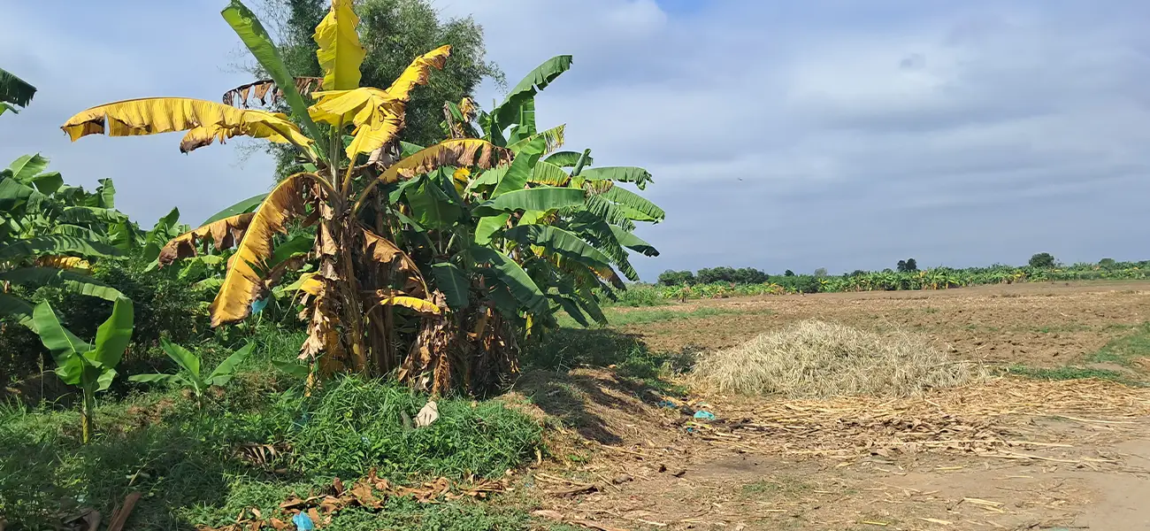 AgroFair-TR-4-Resistant banana varieties