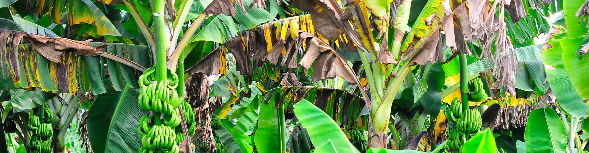 AgroFair-TR-4-Resistant banana varieties