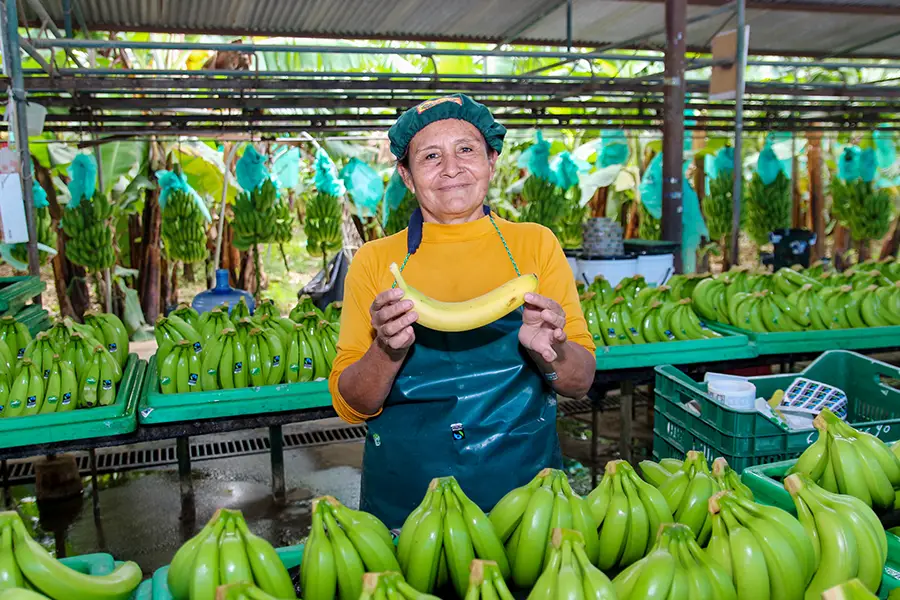 Fairtrade-Bananas-World-Banana-Day Fairtrade-Bananas-World-Banana-Day